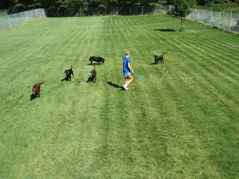 7 Northland Pet Lodge